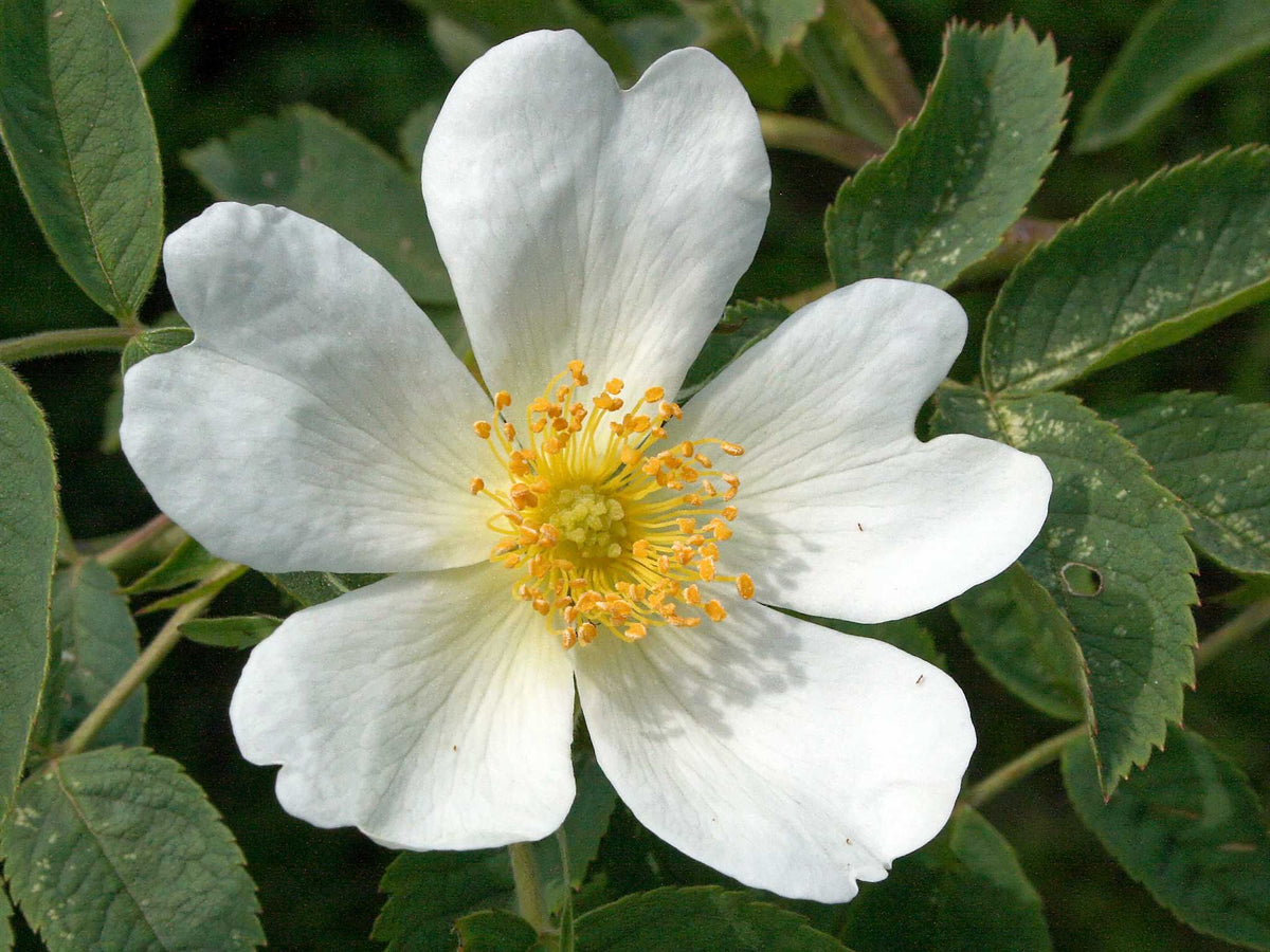 Laxa - Wildrose Strauchrose