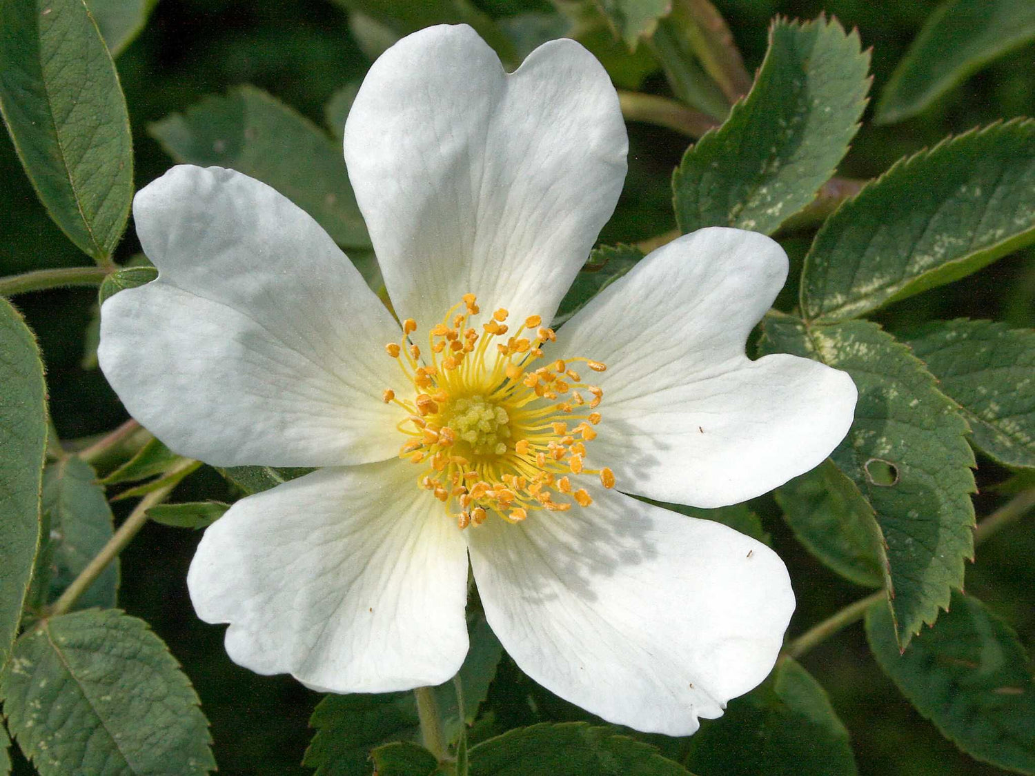 Laxa - Wildrose Strauchrose