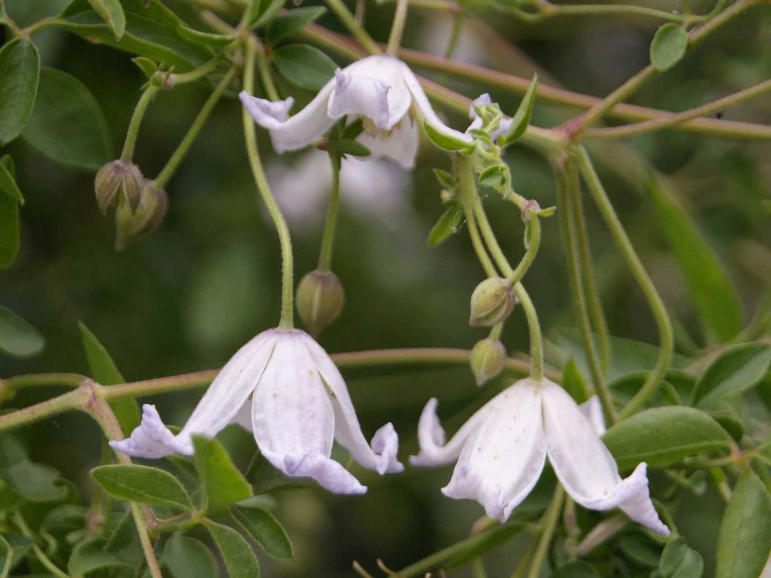 Campaniflora - Clematis viticella - Ital. Waldrebe