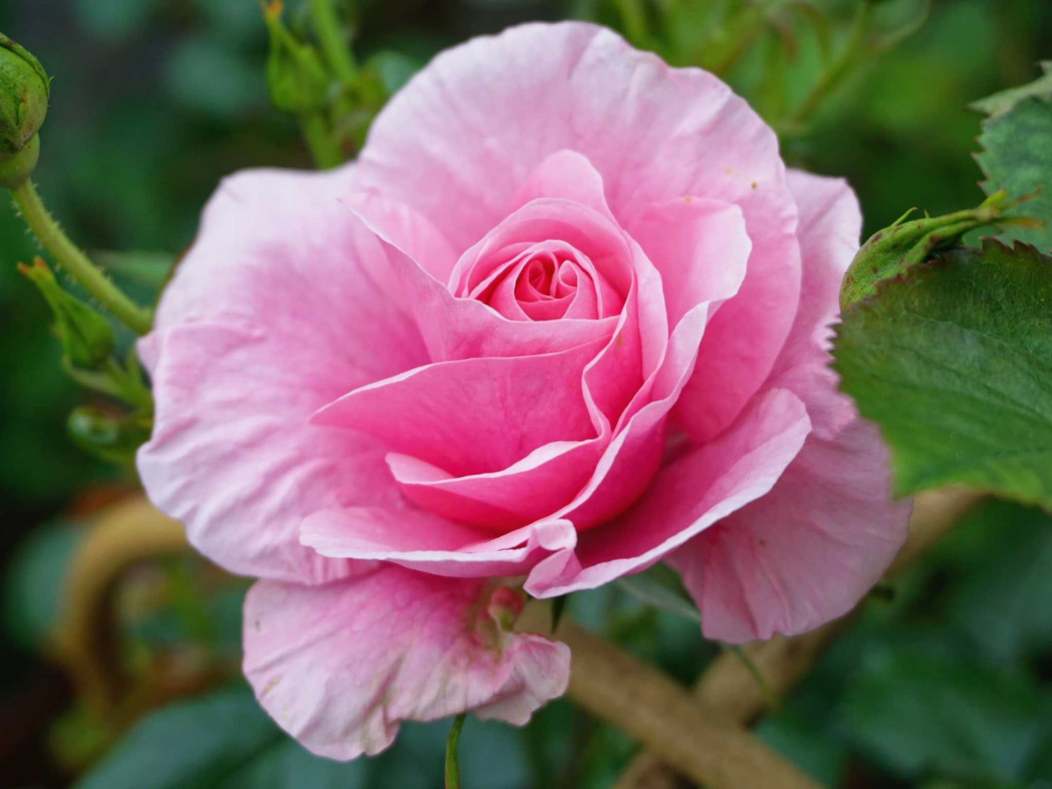 Dornröschenschloss Sababurg - Strauchrose