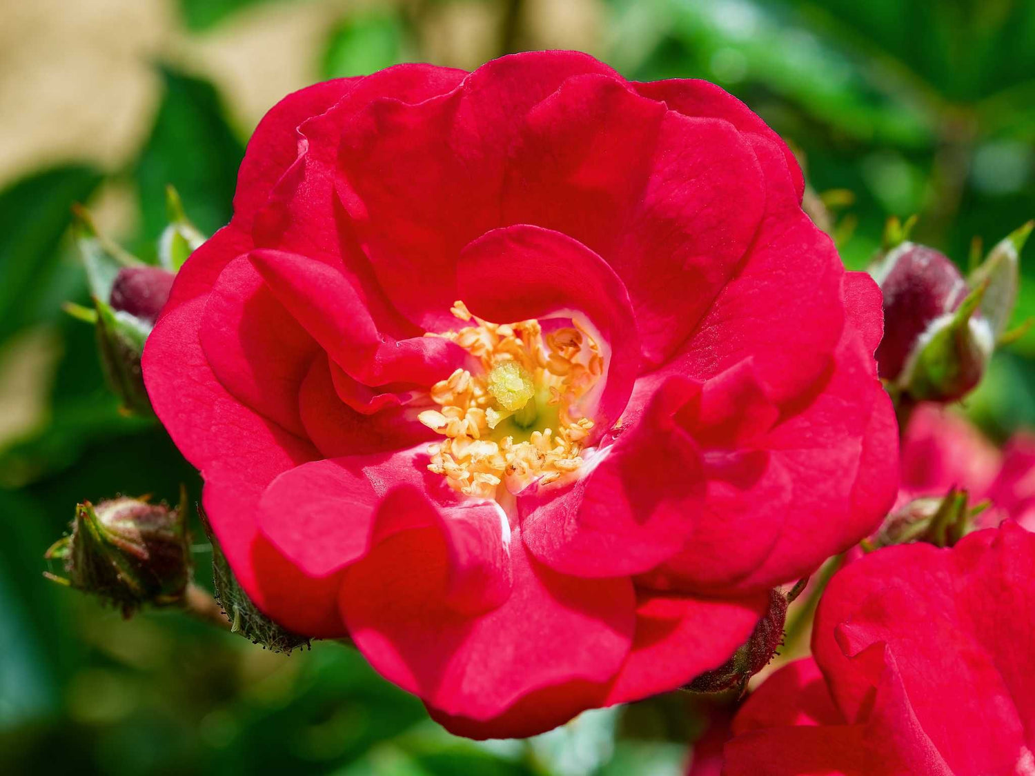 Eberwein - Zwergrose