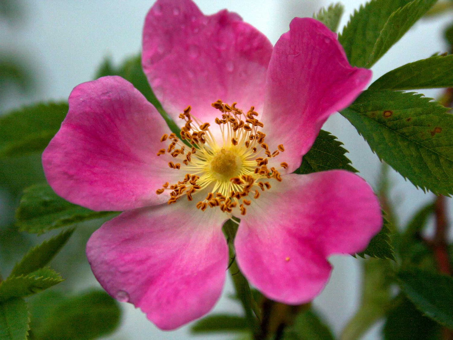 Tomentosa Filzrose - Wildrose