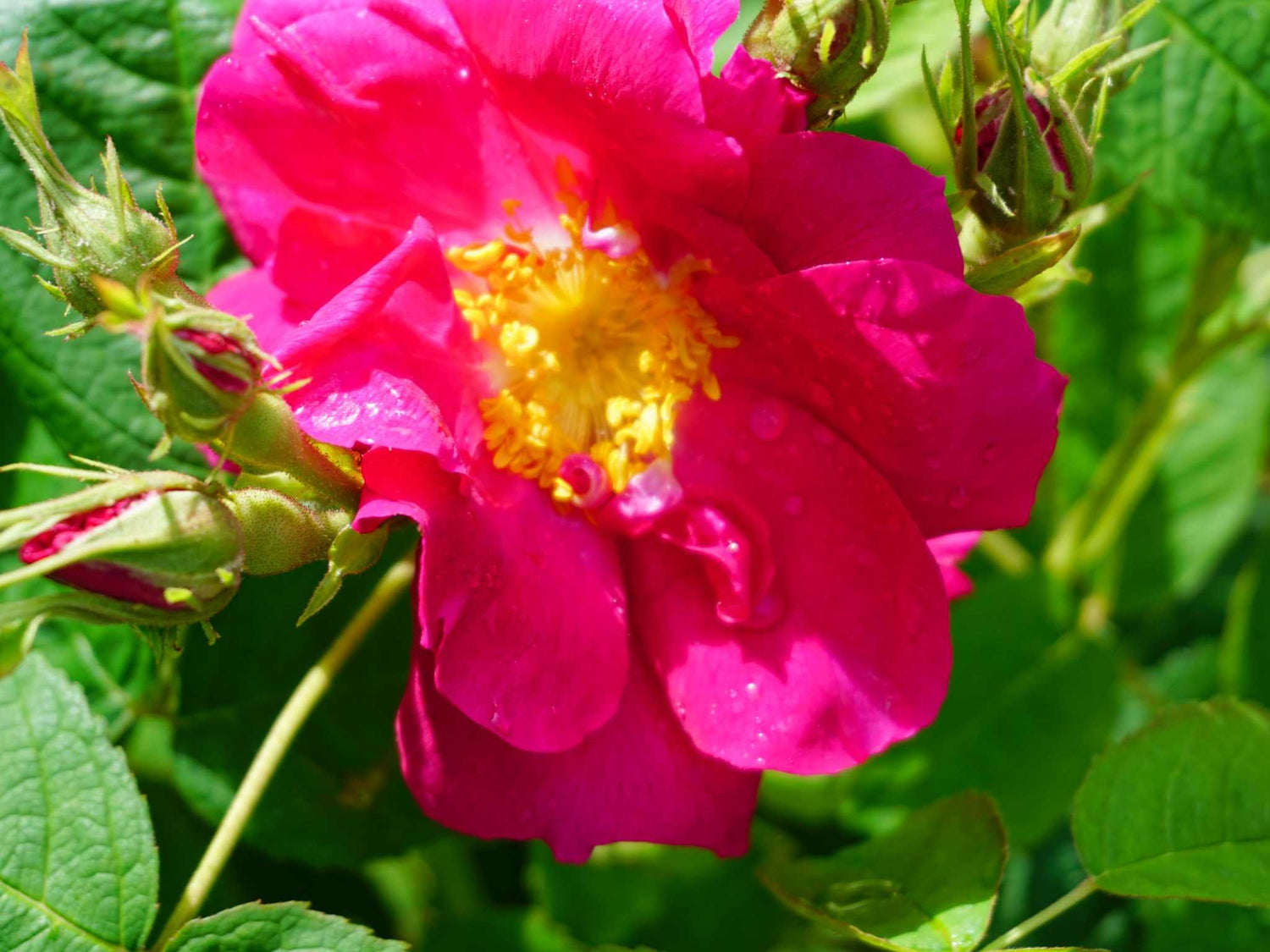 Duchesse of Portland - Portlandrose Strauchrose