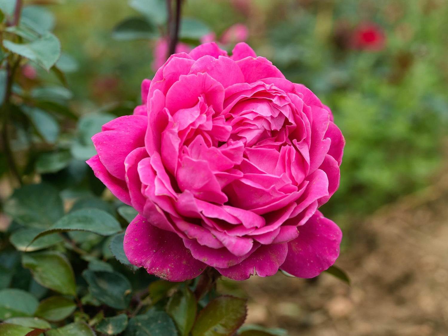 Alexandre Astier - Edelrose