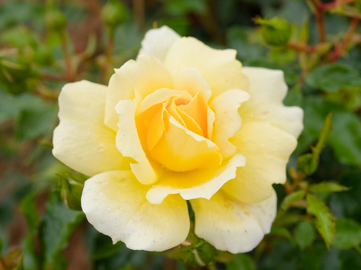 Spinelli - Strauchrose
