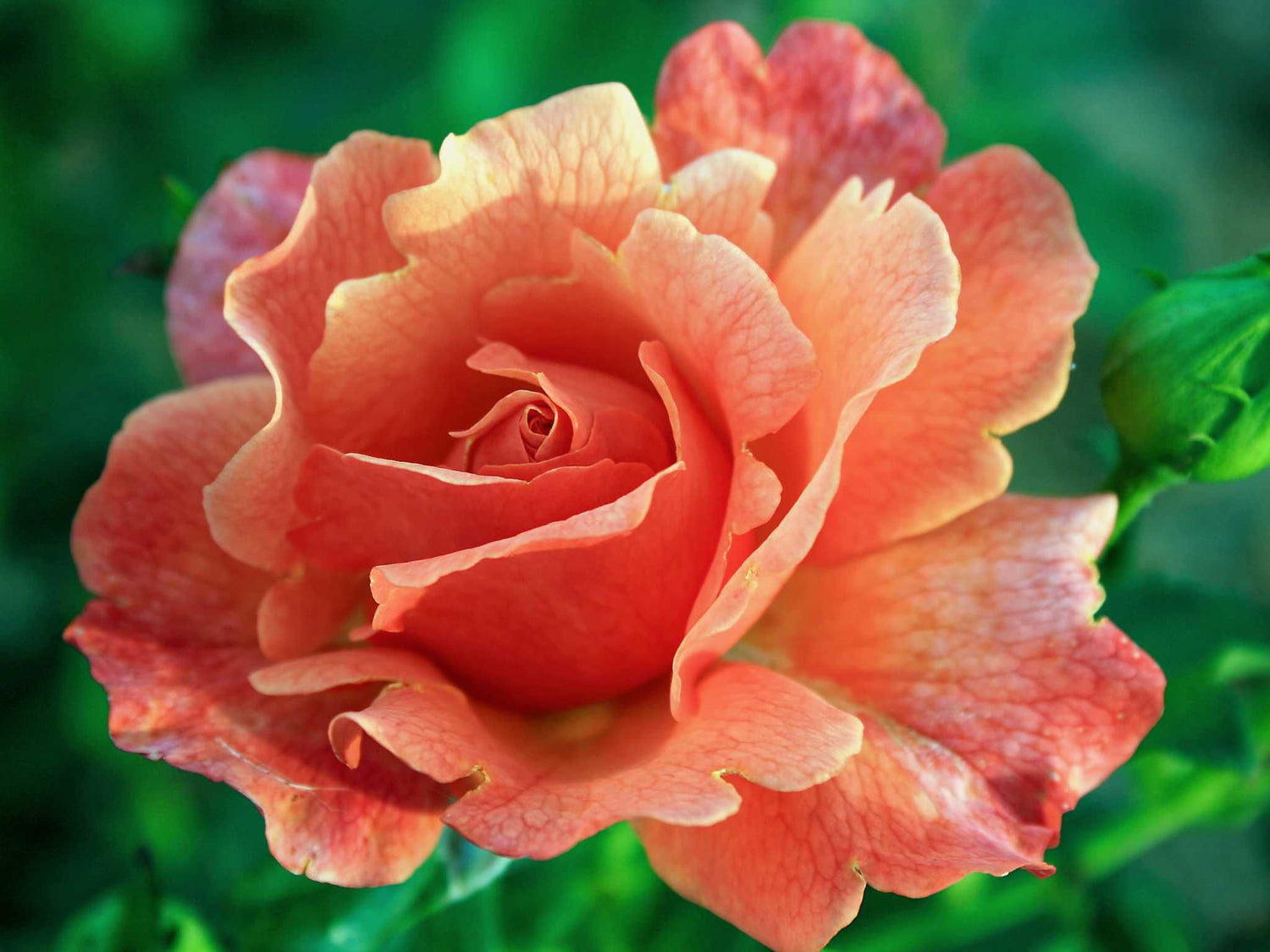 Steinfurther Abendsonne - Beetrose