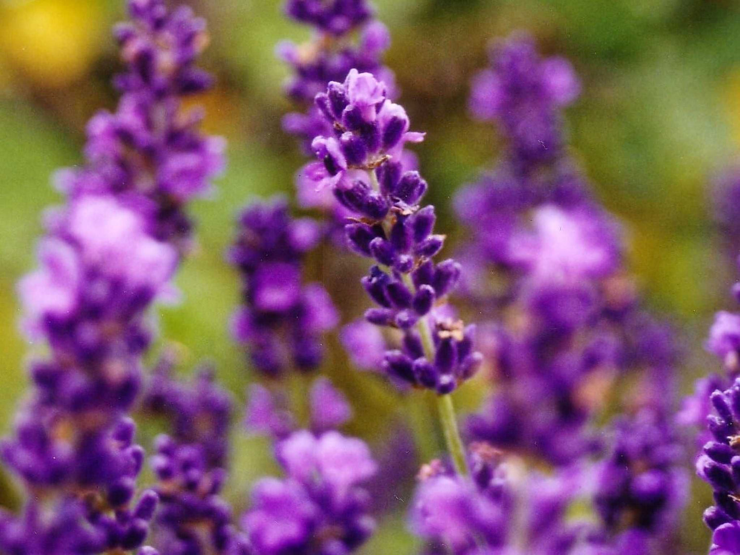 Lavendel - Hidcote Blue