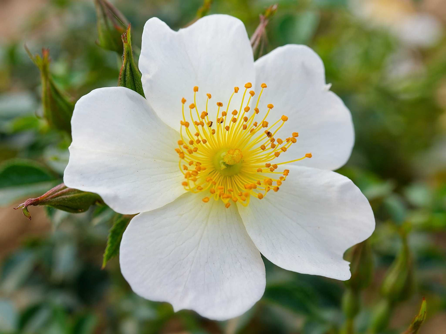 Sonnenröschen - Bodendeckerrose