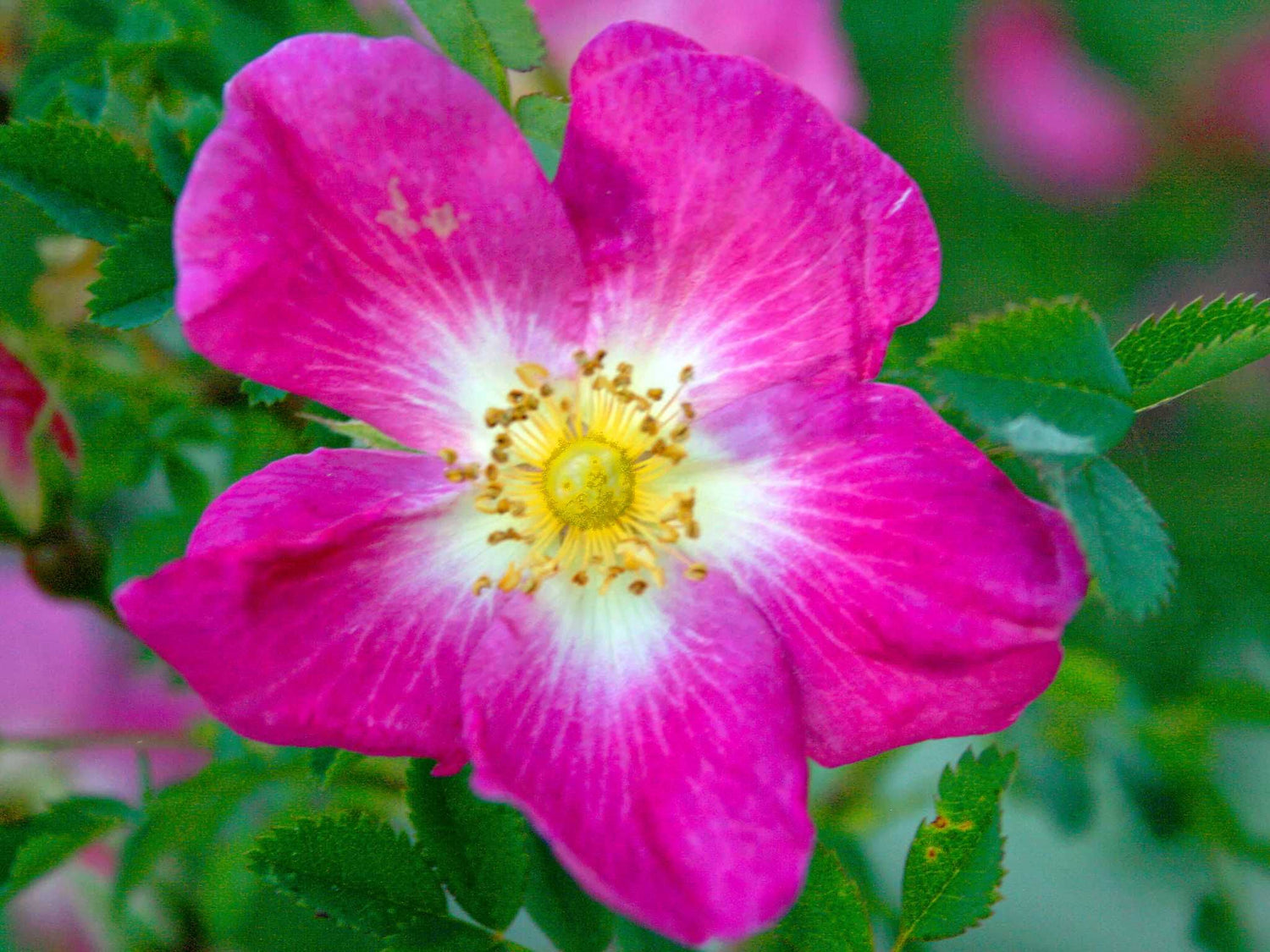 Glory of Edzell - Bibernellrose Strauchrose