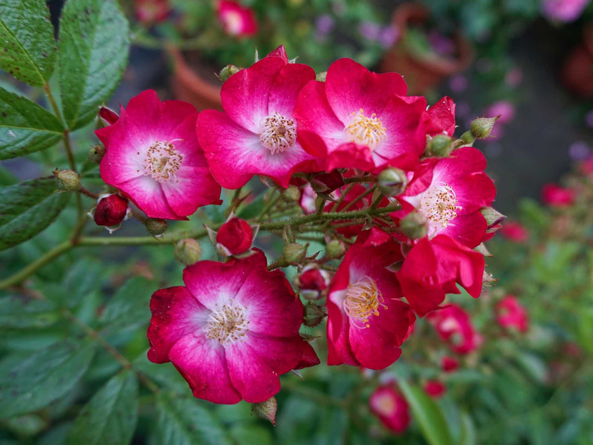 Swinging Mozart Garden - Moschusrose Strauchrose