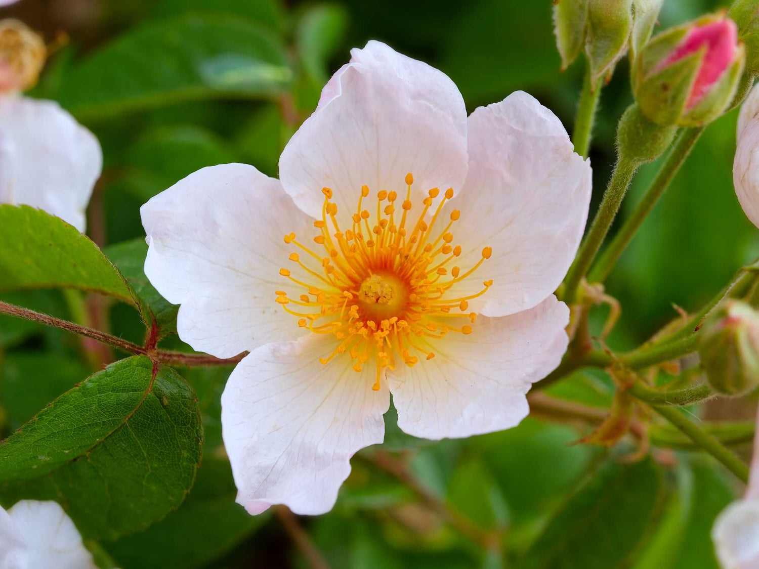 Kathleen - Moschusrose Strauchrose