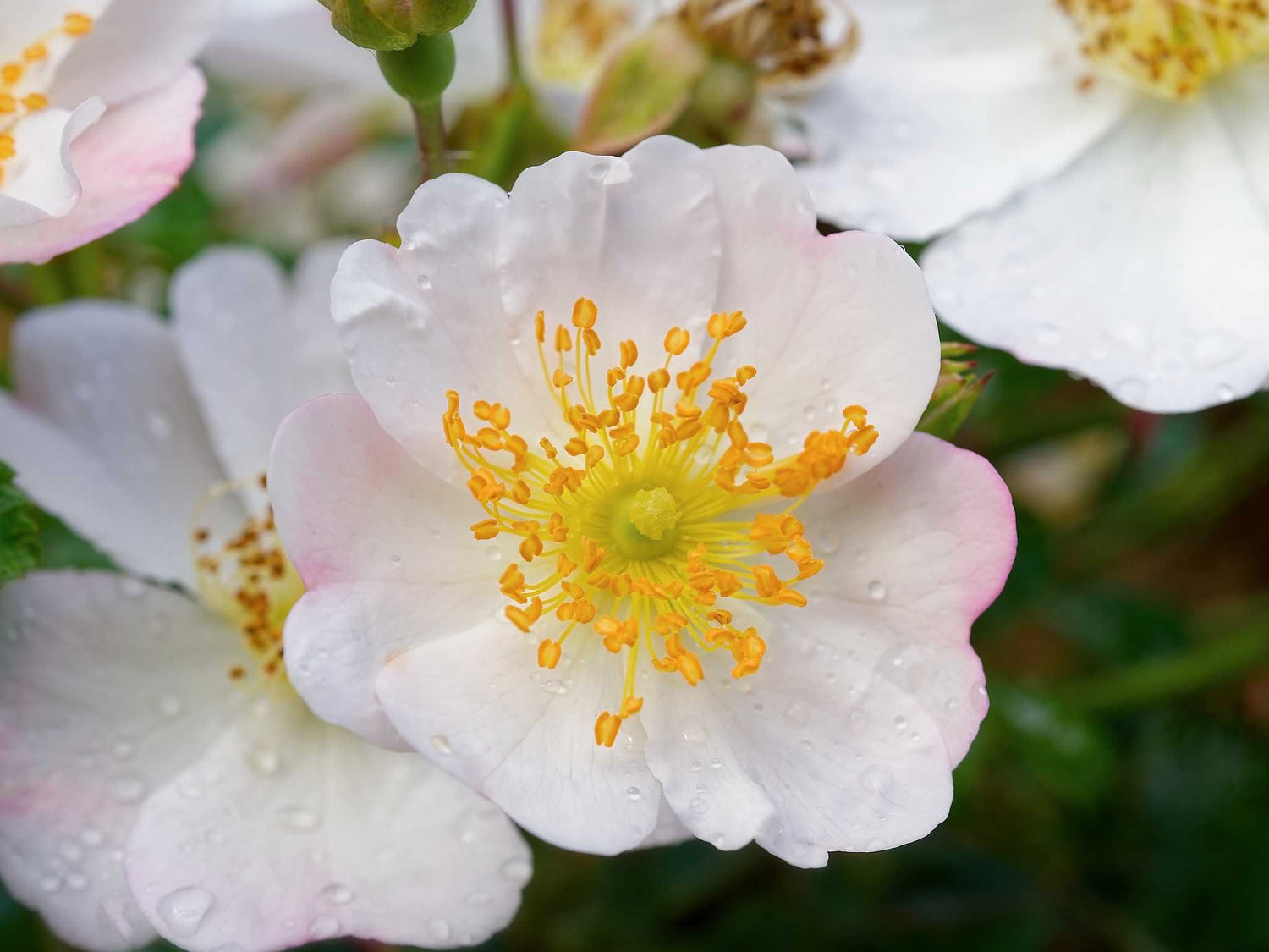 Sternenflor - Bodendeckerrose