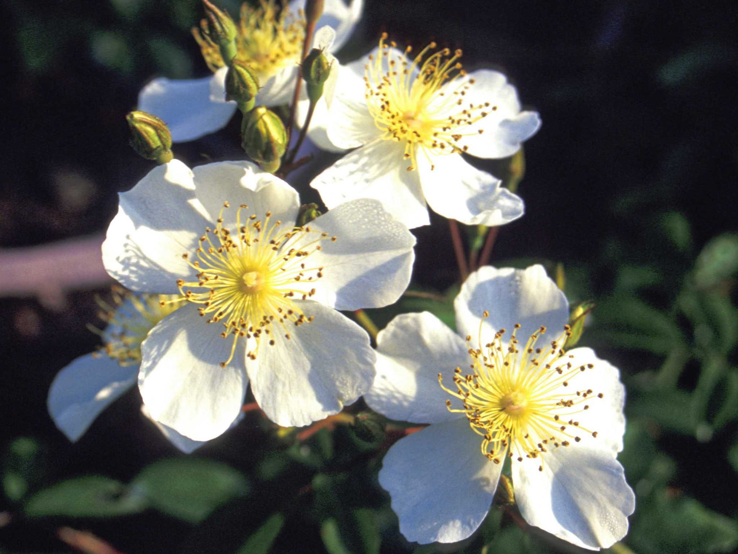 Kiftsgate - Kletterrose Rambler