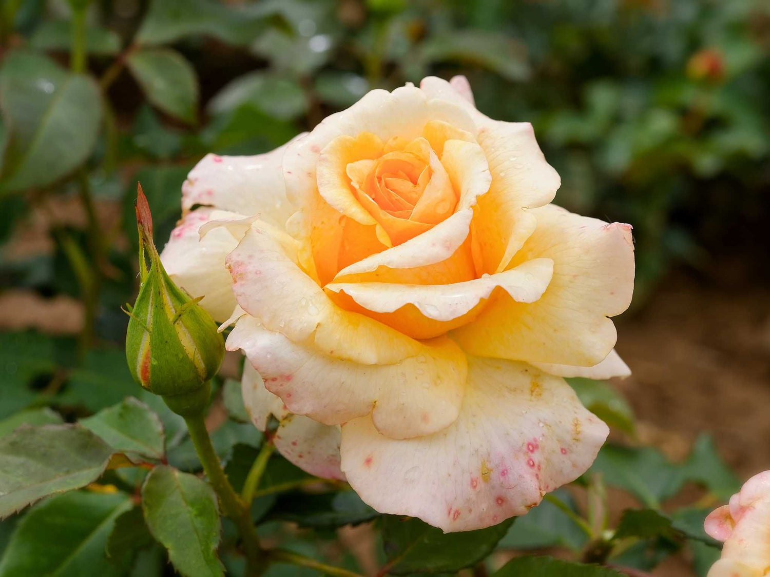 Sunny Sky - Edelrose