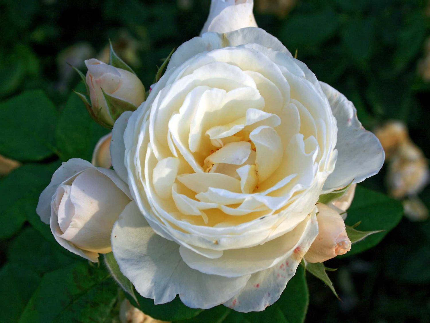 Uetersener Klosterrose - Kletterrose Climber