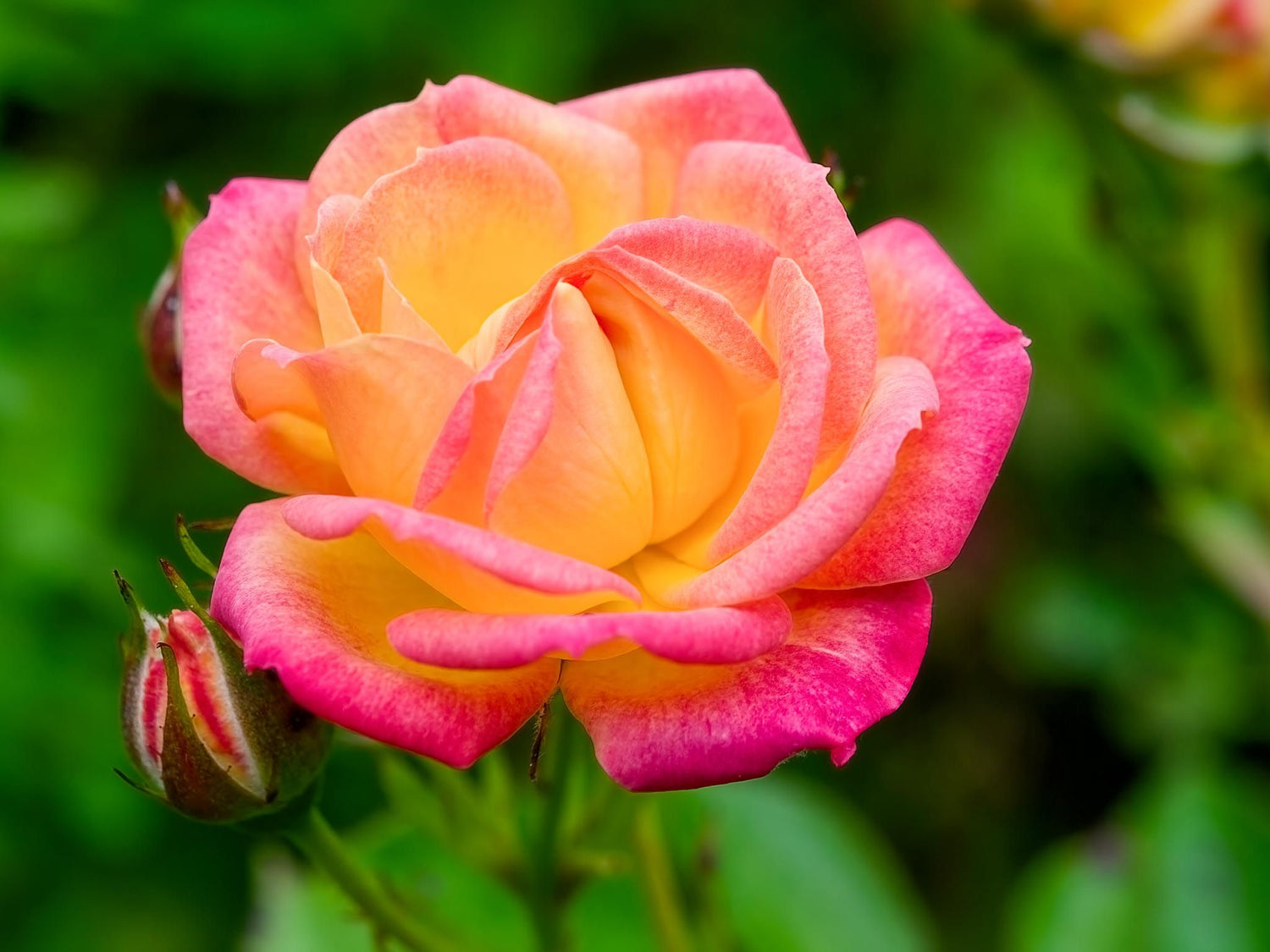 Little Sunset - Zwergrose