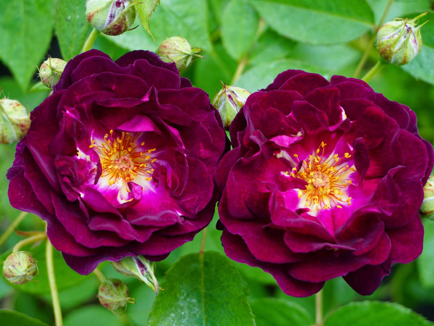 Rosengarten Zweibrücken - Kletterrose Climber