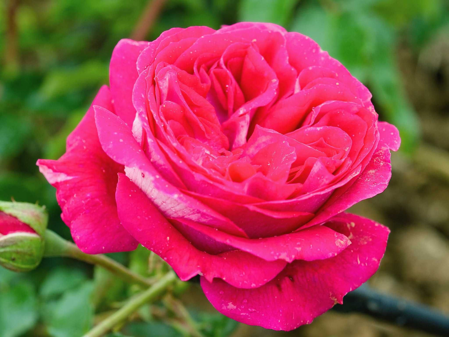 Maxim - Edelrose