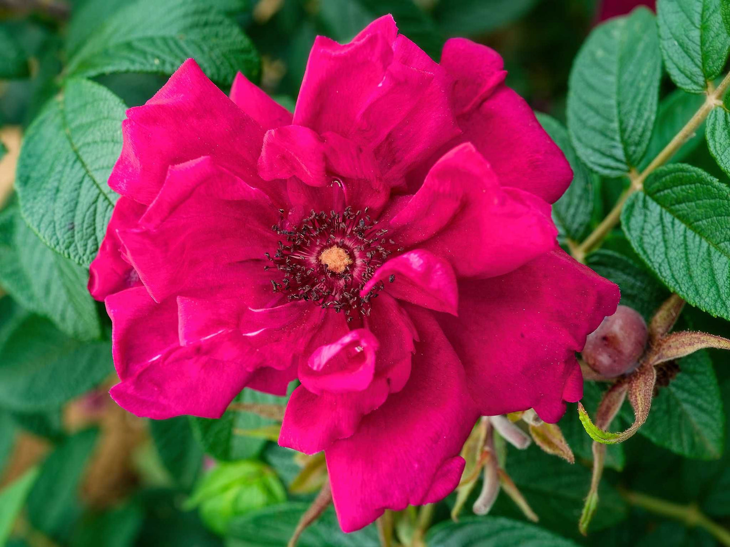 Rotes Phänomen Rugosa - Kartoffelrose Strauchrose