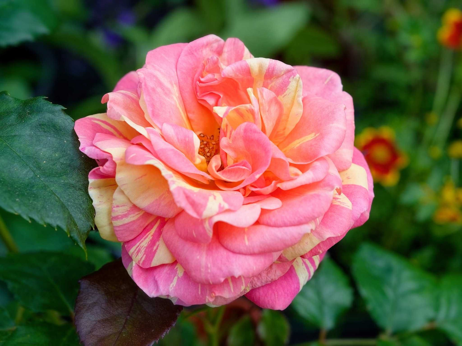 Hanna Hit - Zwergrose