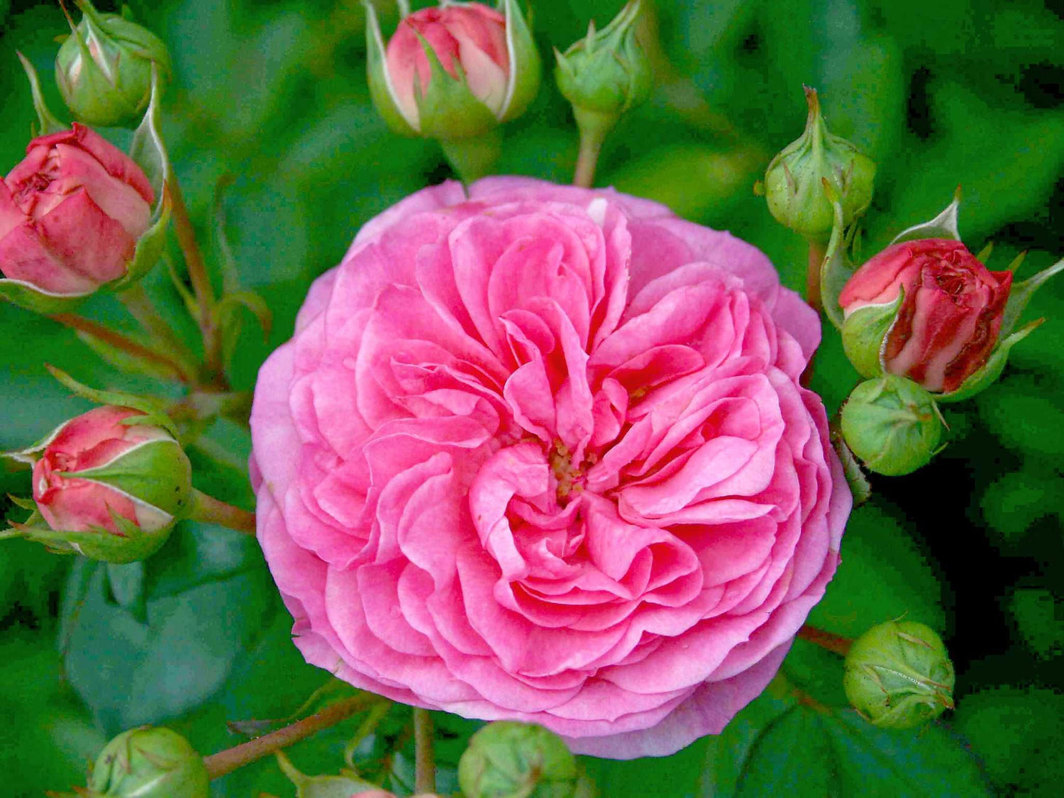 Baronesse - Beetrose