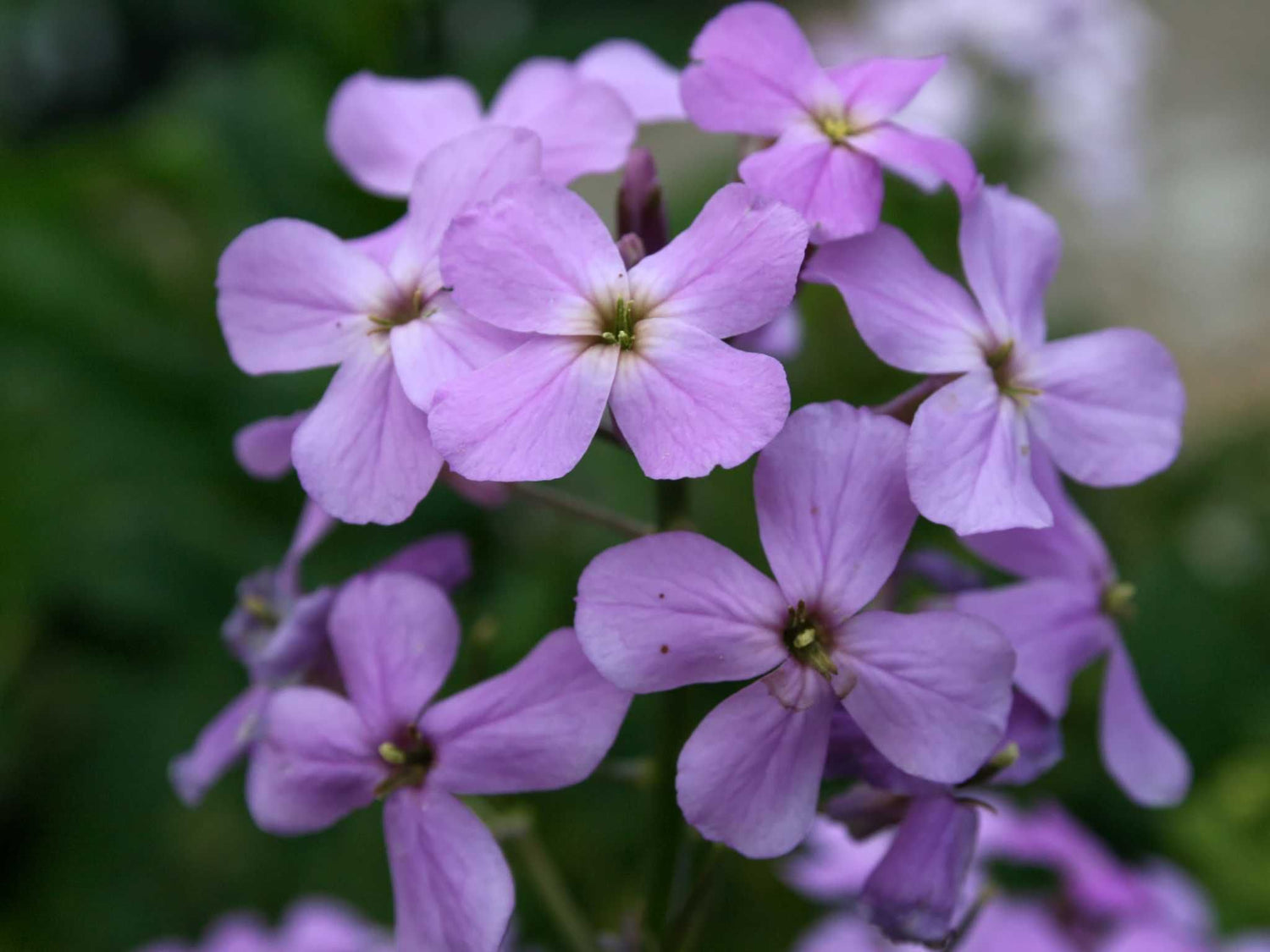 Nachtviole