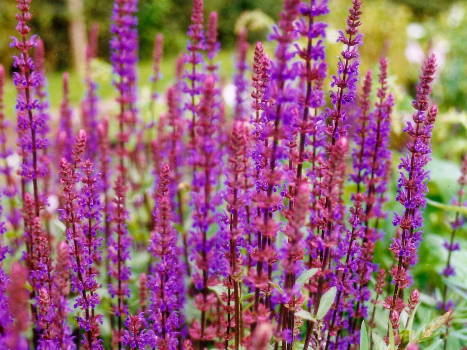 Steppensalbei - Caradonna