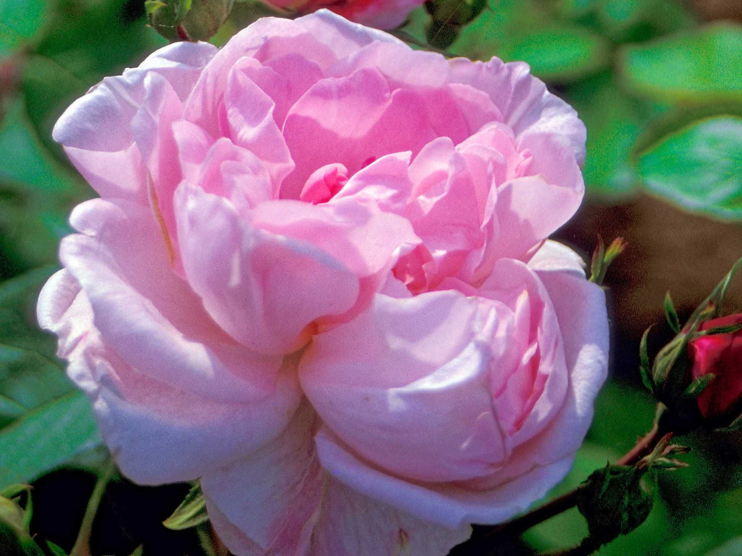 Fantin Latour - Zentifolie Strauchrose