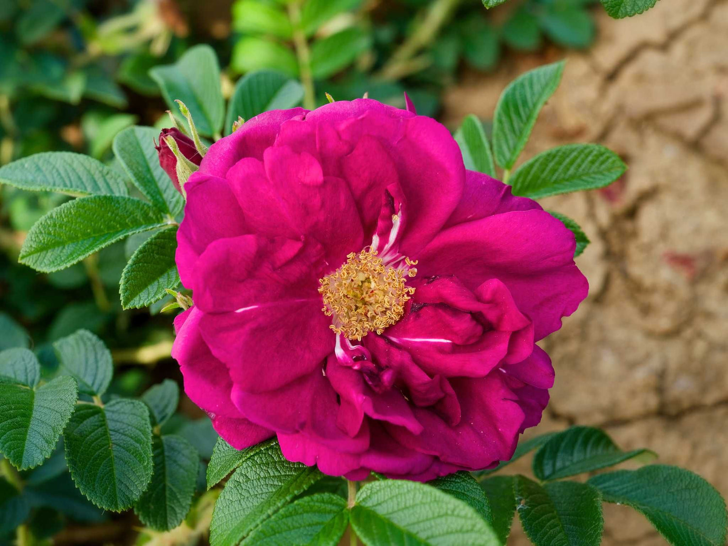 Wild Eagle Rugosa - Kartoffelrose Strauchrose