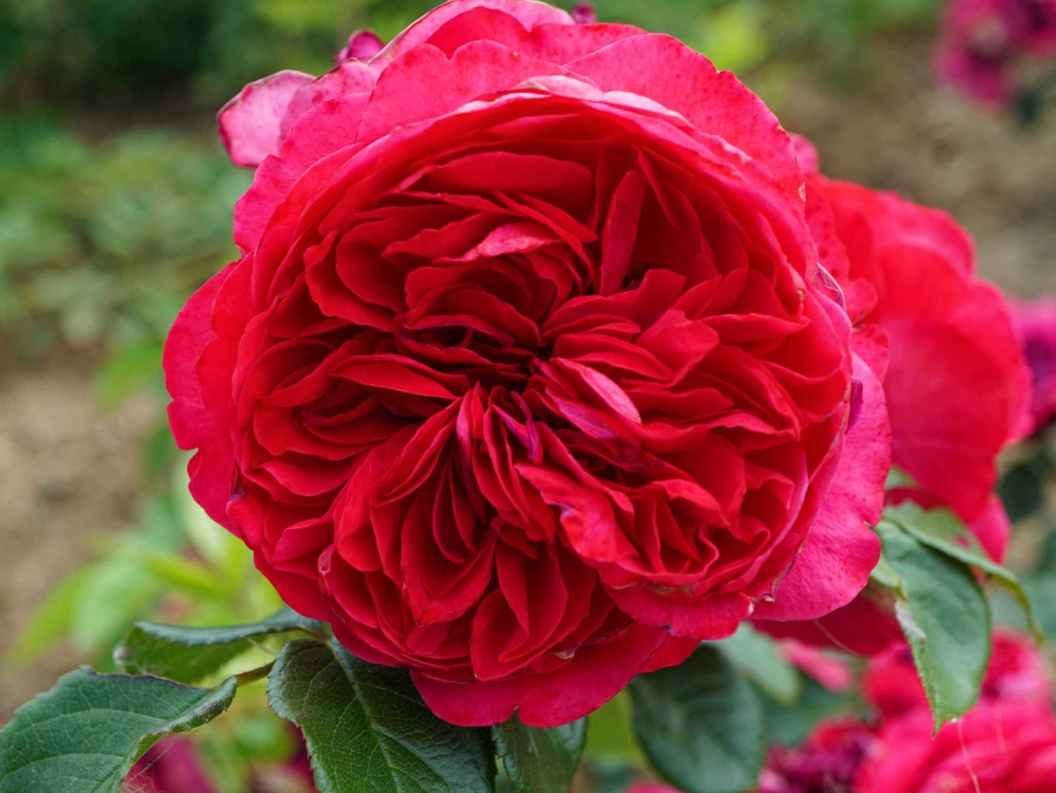 Deep Love - Kletterrose Climber
