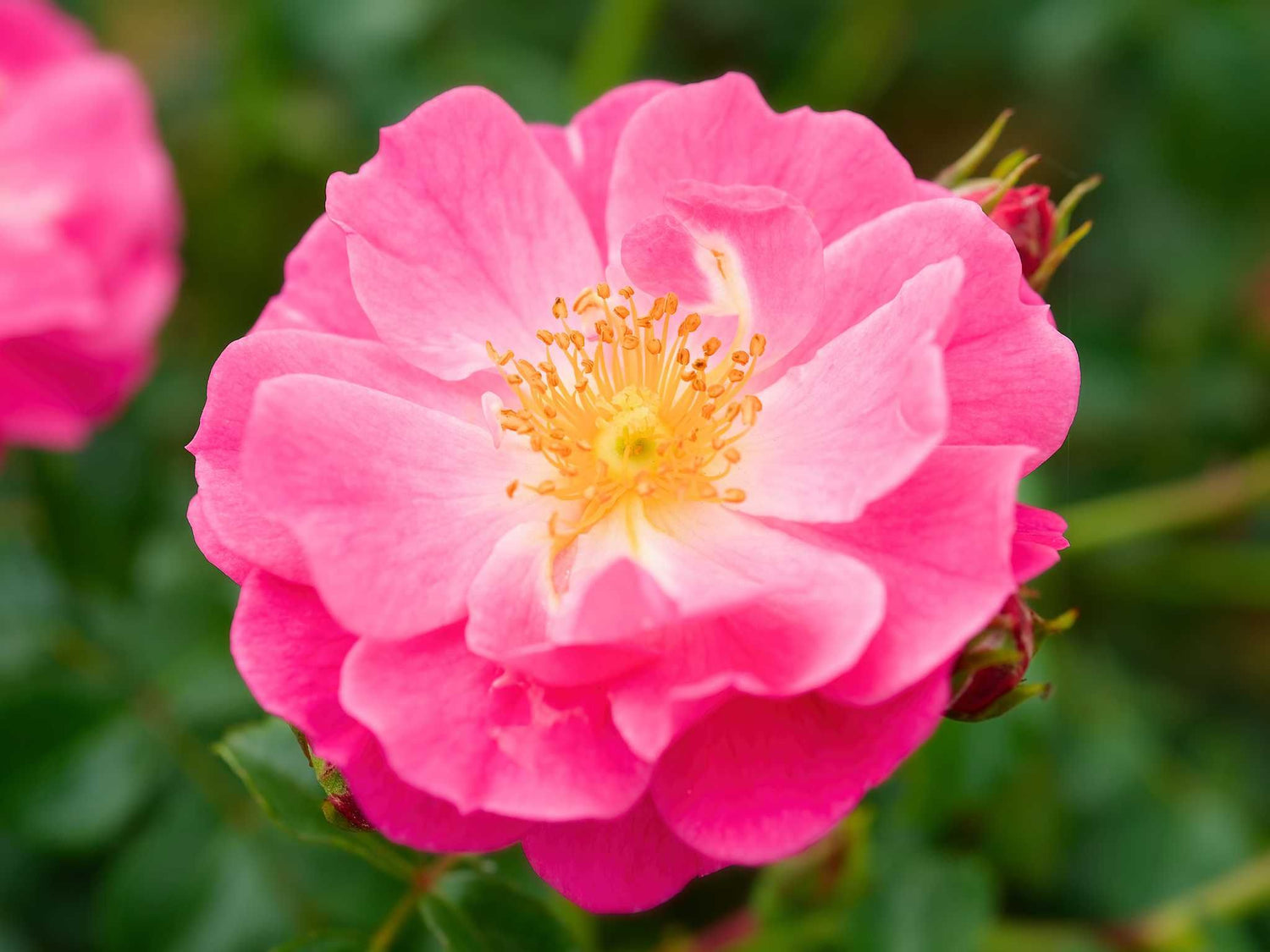 Magic Meidiland - Bodendeckerrose