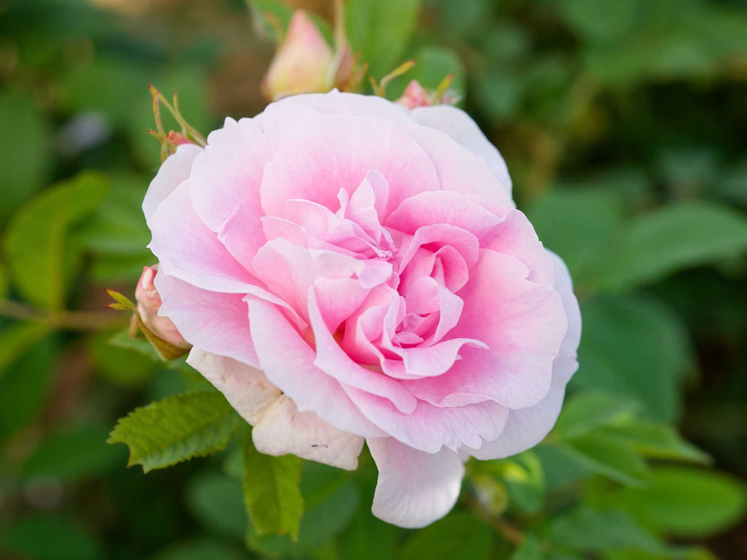 Martin Frobisher - Rugosa- Kartoffelrose Str.
