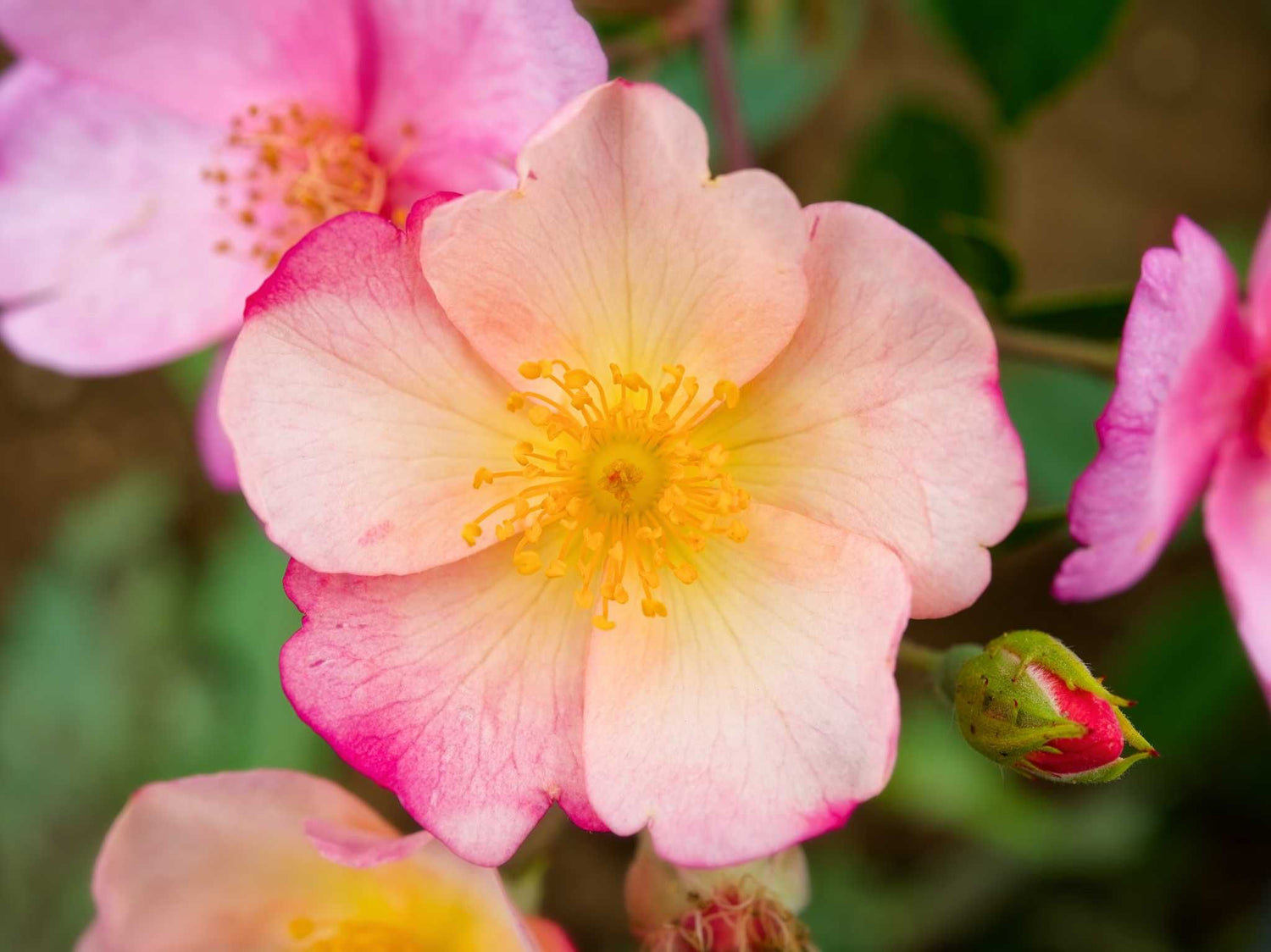Plaisanterie - Moschusrose Strauchrose