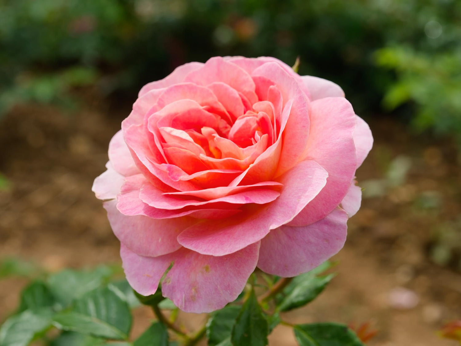 Dornburger Schlossrose - Edelrose