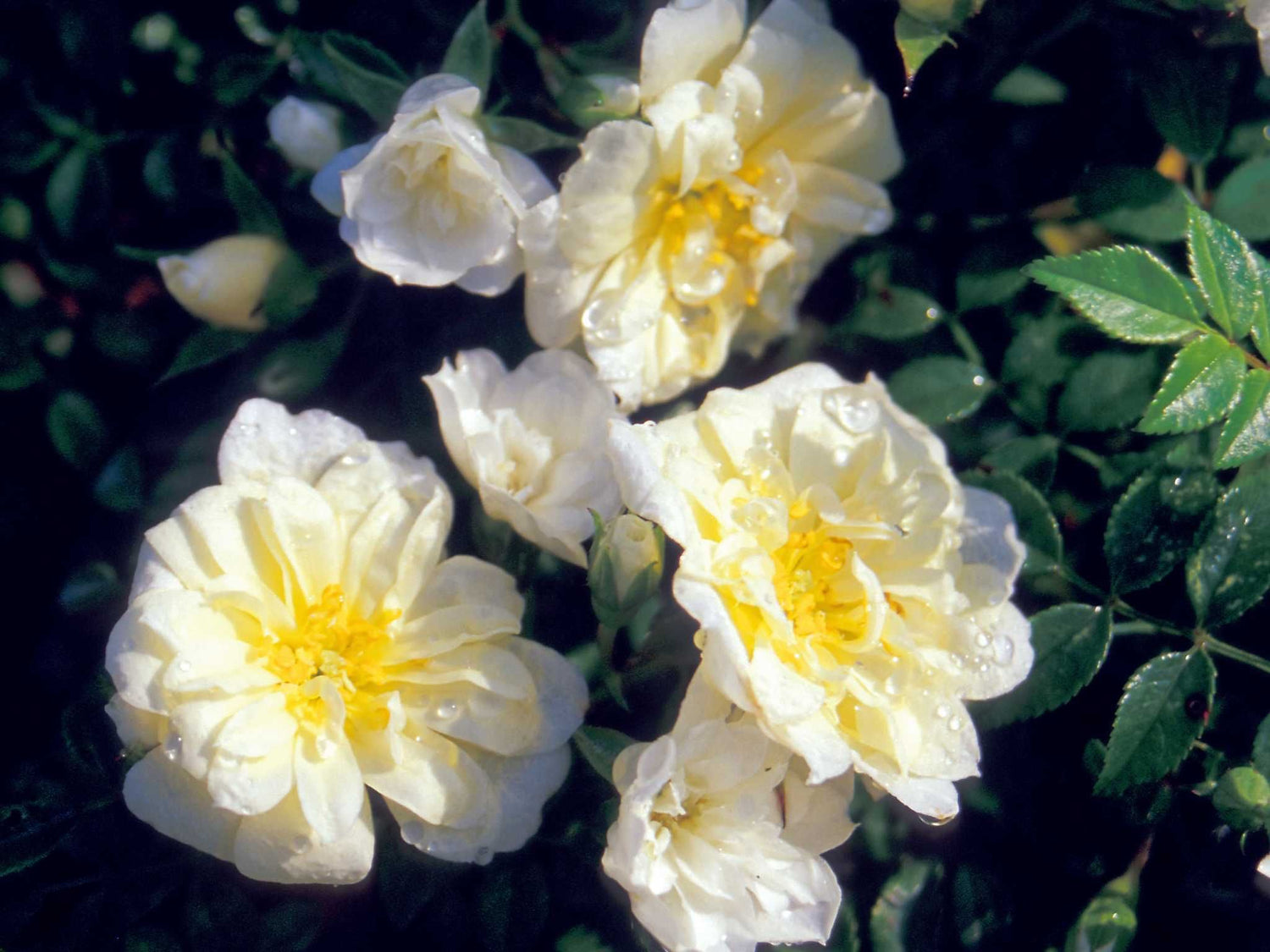 Yellow Carpet - Bodendeckerrose