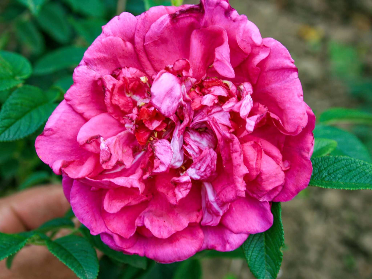 Wild Horse Rugosa - Kartoffelrose Strauchrose