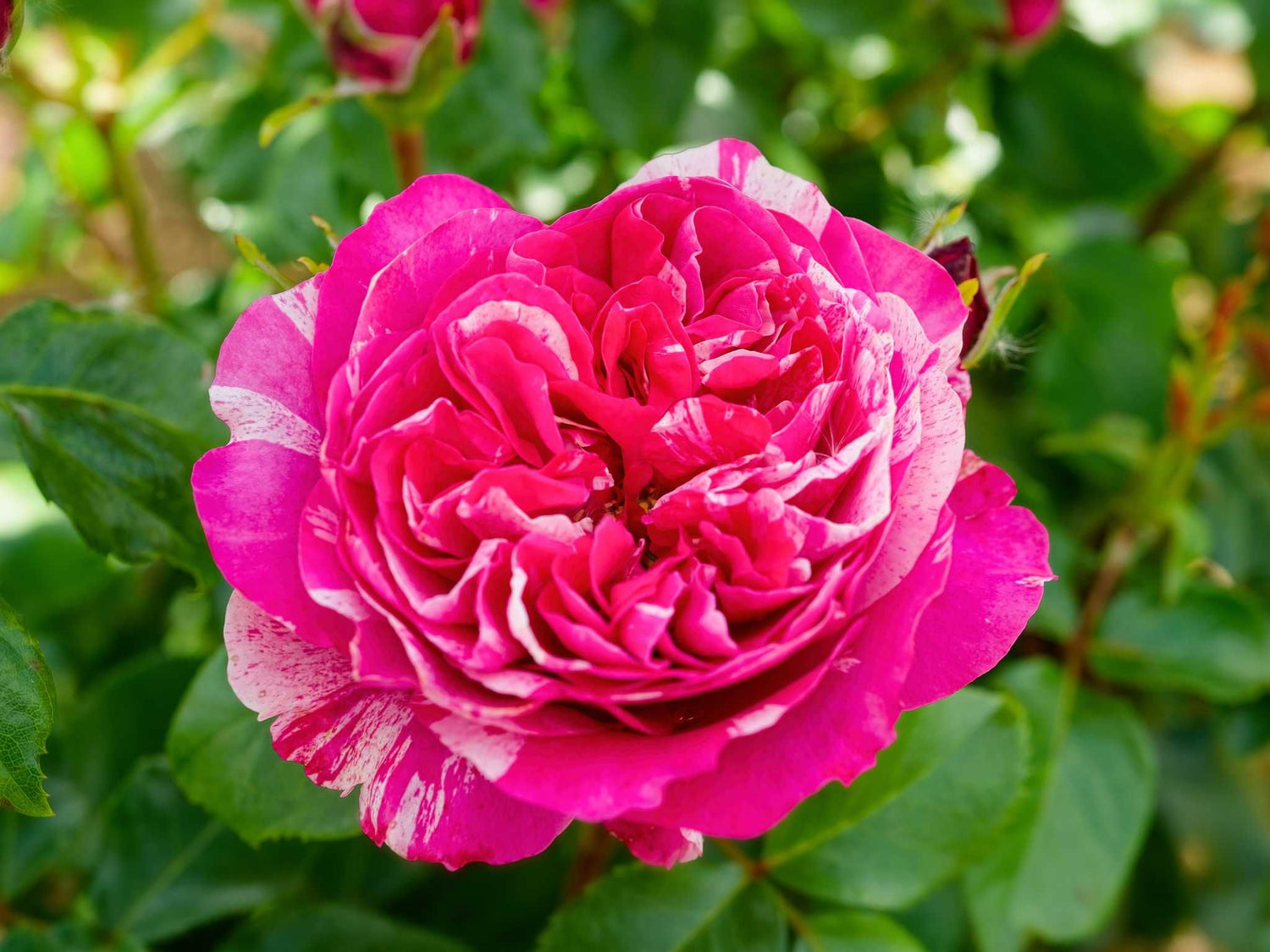 Colibri Farbfestival - Kletterrose Climber