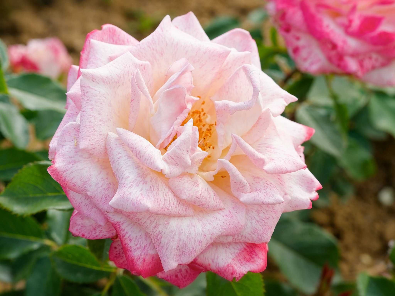 Lyon Lumieres - Edelrose