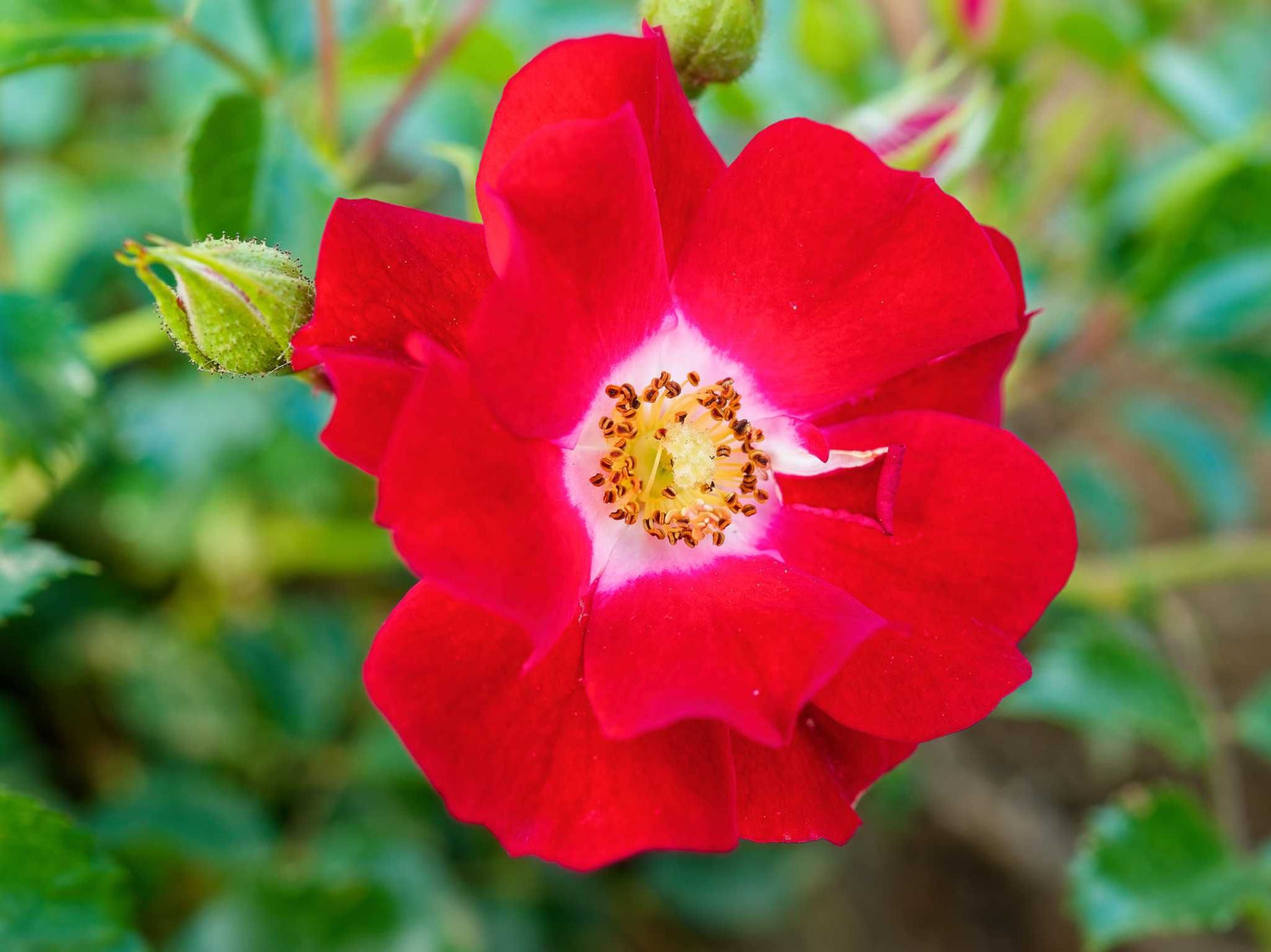 Rambling Rosie - Kletterrose Rambler