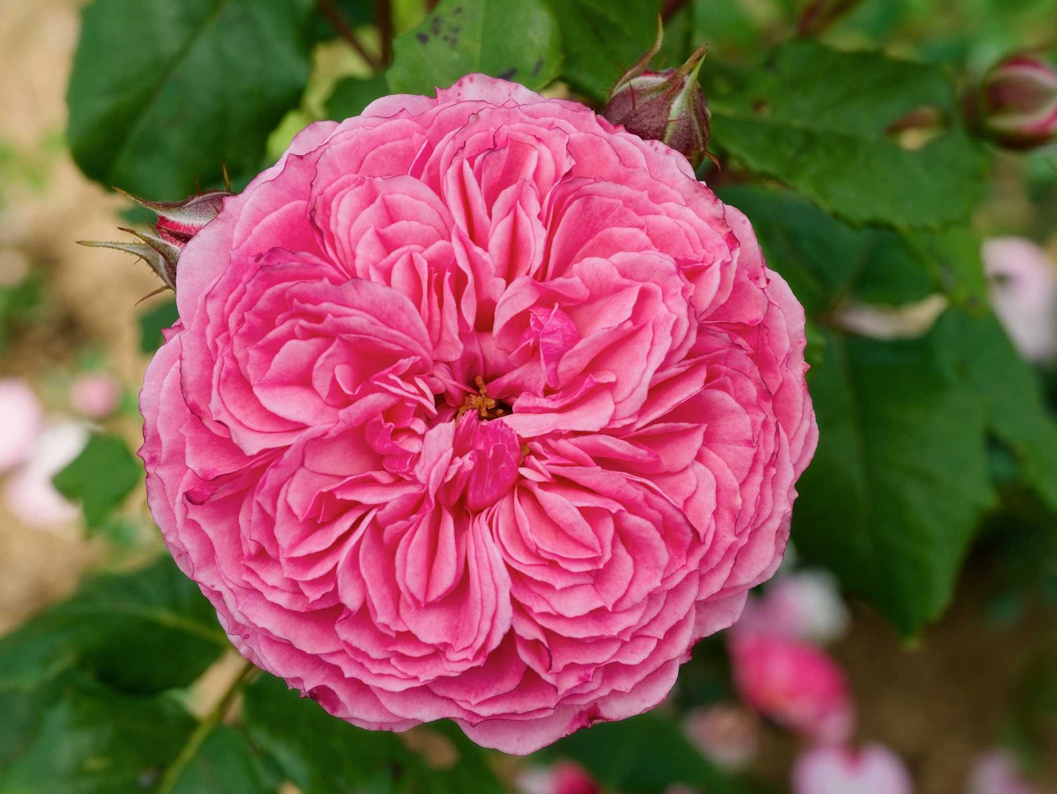 Theo Clevers - Beetrose