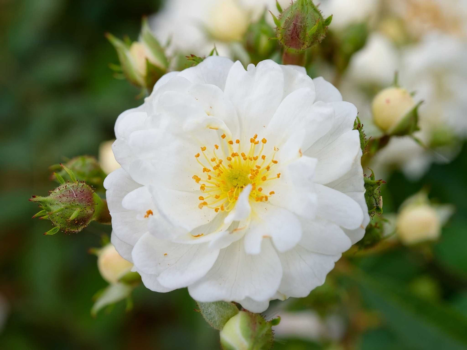 Guirlande d'Amour -  Kletterrose Rambler