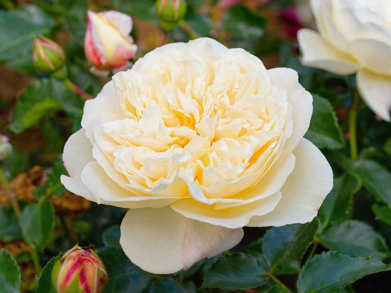 Lemon Vaza - Edelrose