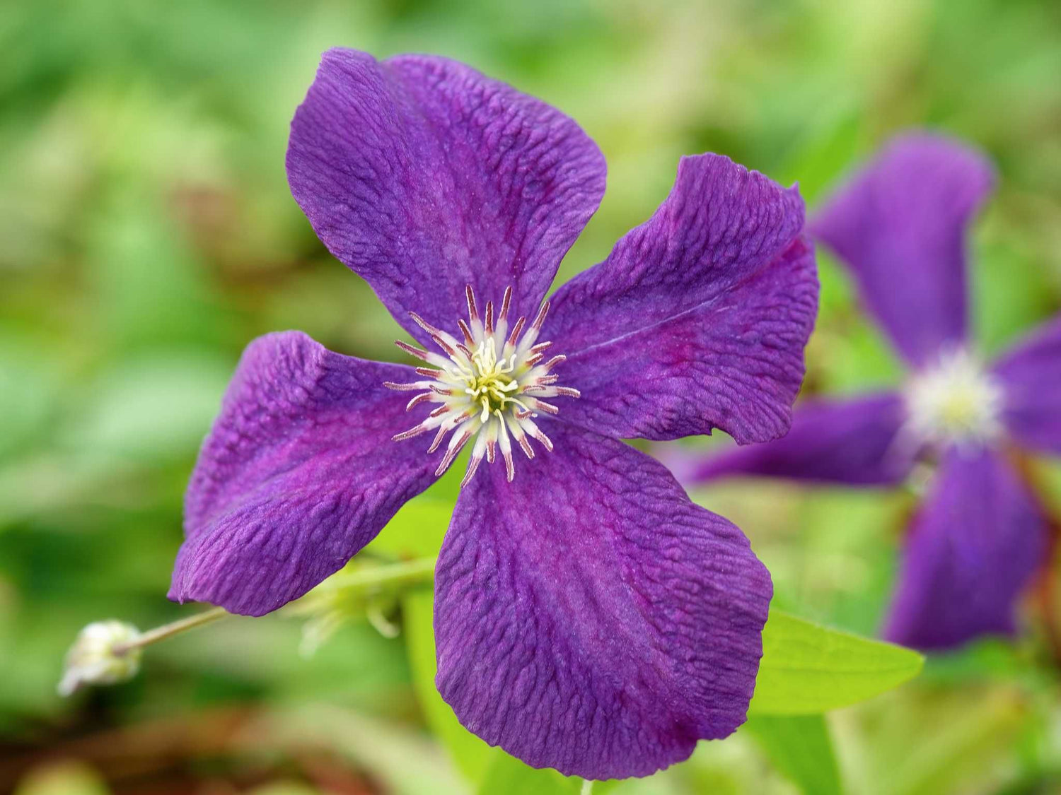 Polish Spirit - Clematis viticella - Waldrebe
