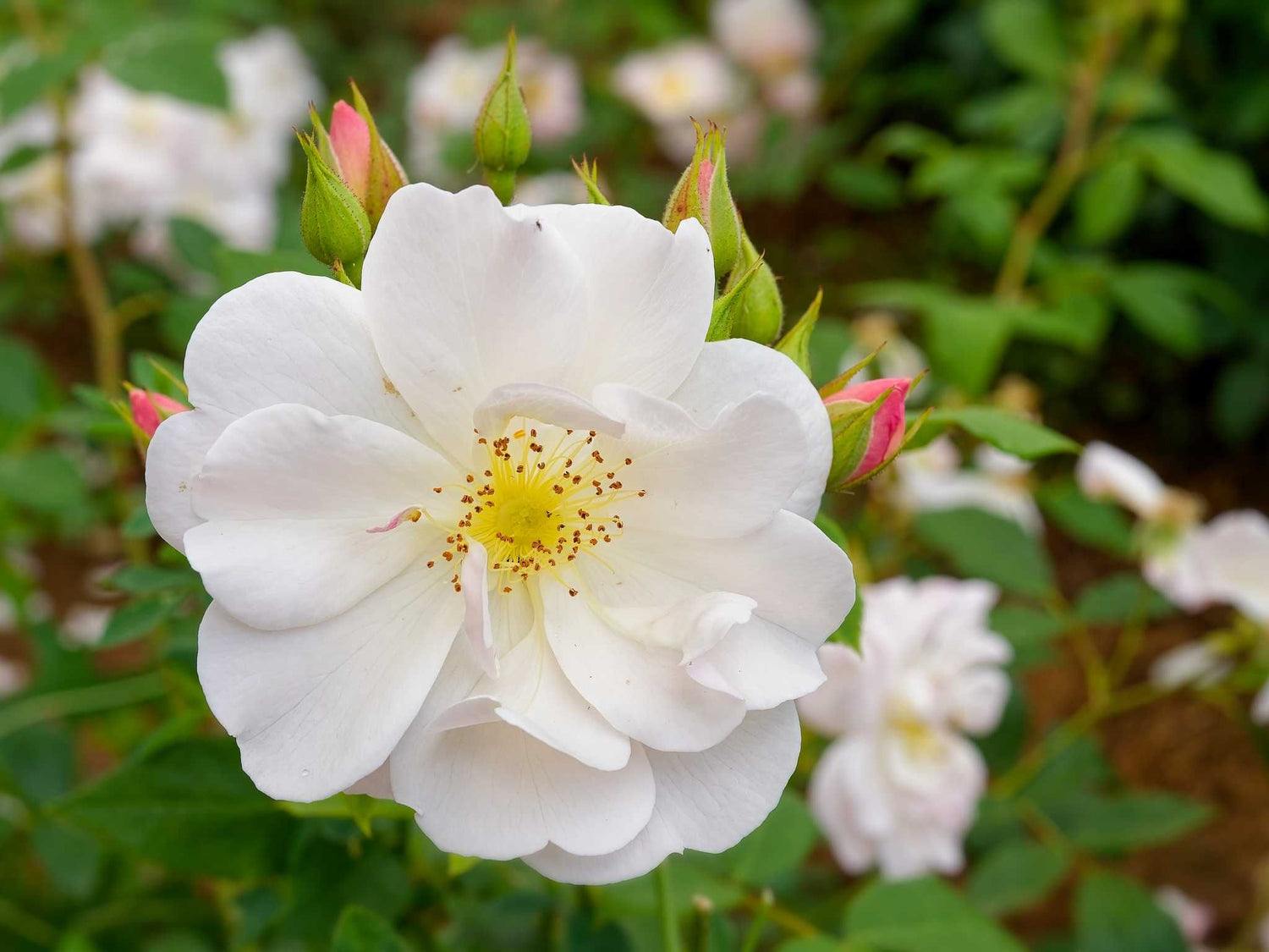 Sourire d´Orchidée - Moschusrose Strauchrose