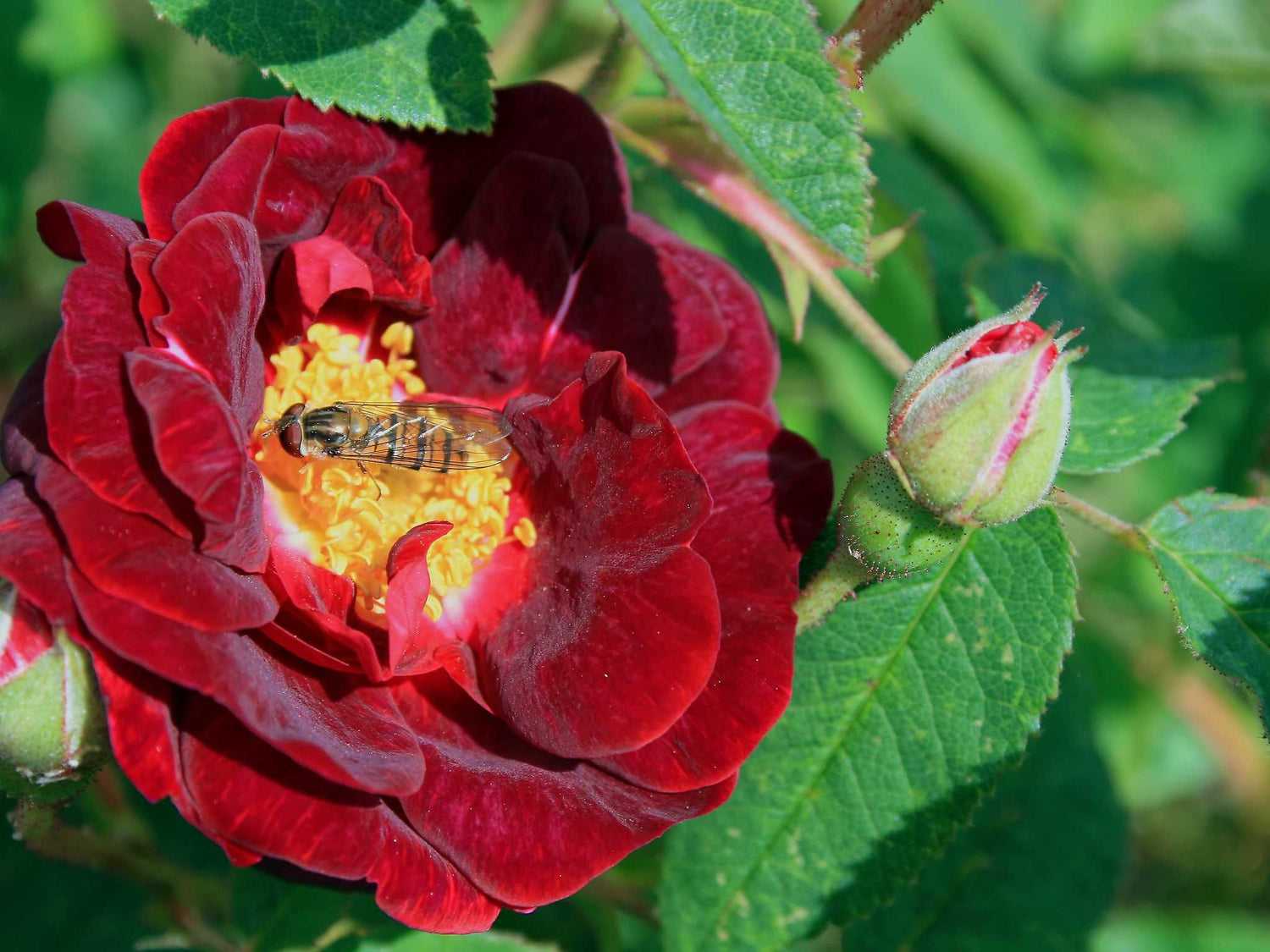 Tuscany - Gallicarose Strauchrose