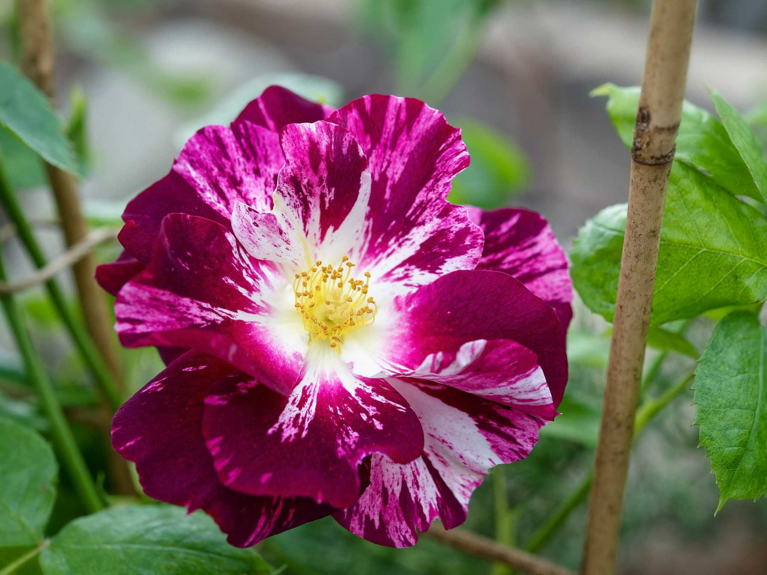 Purple Splash - Kletterrose Climber