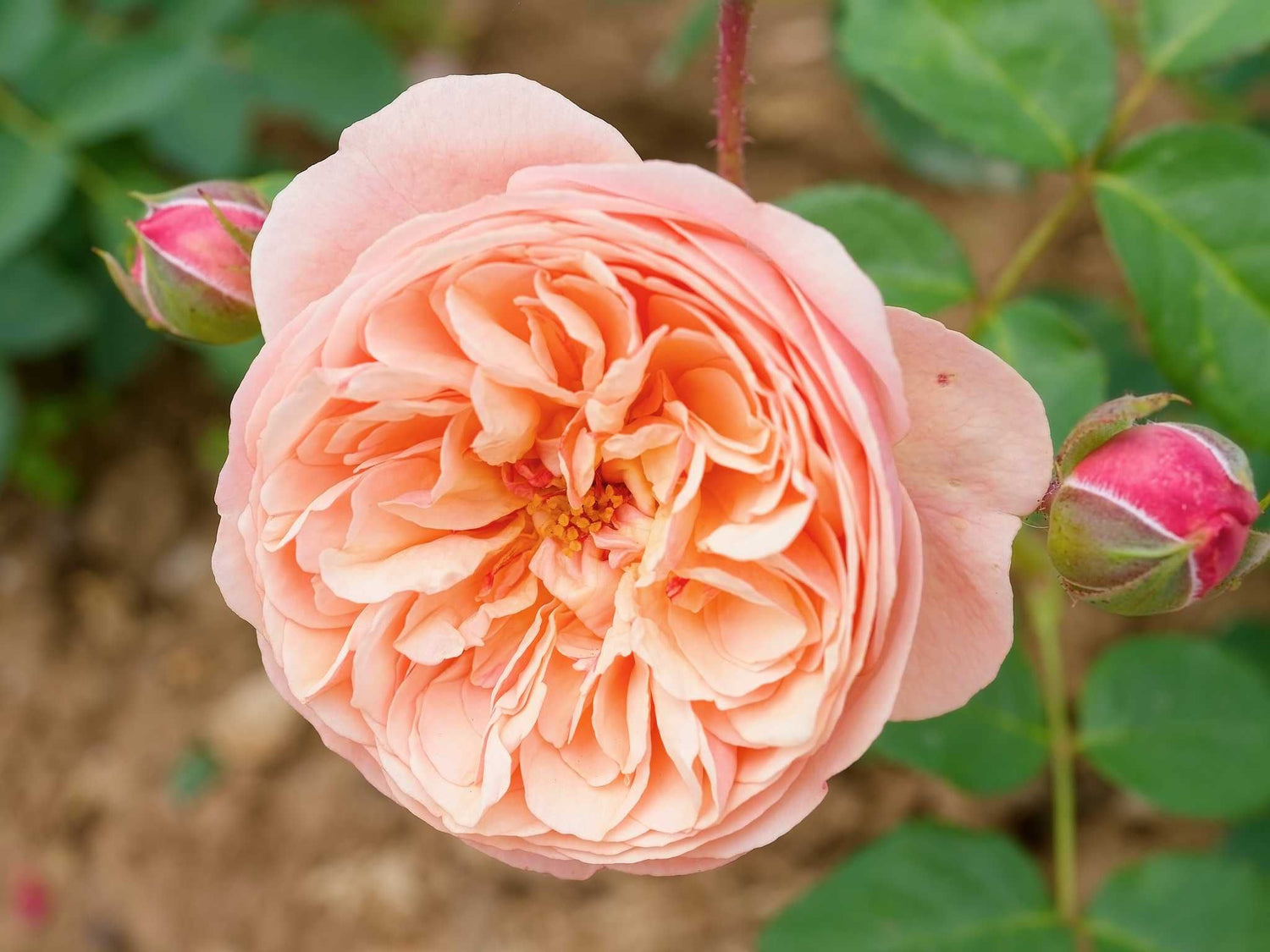 Eveline Wild - Beetrose Essbare Blüten