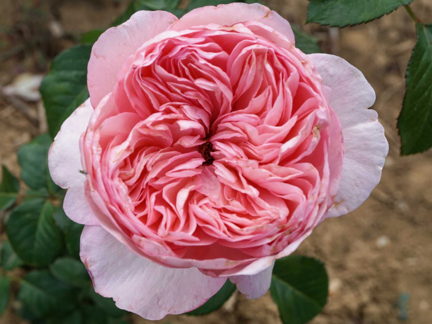 Mauritia - Edelrose
