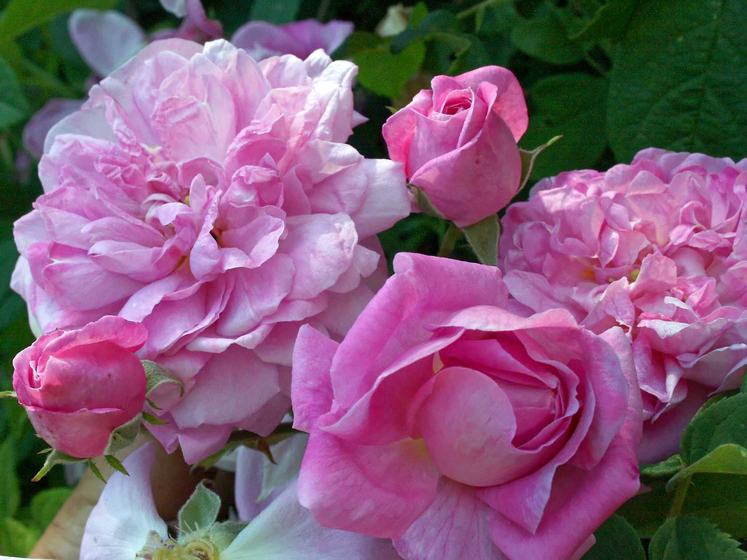 Ispahan - Damaszenerrose Strauchrose