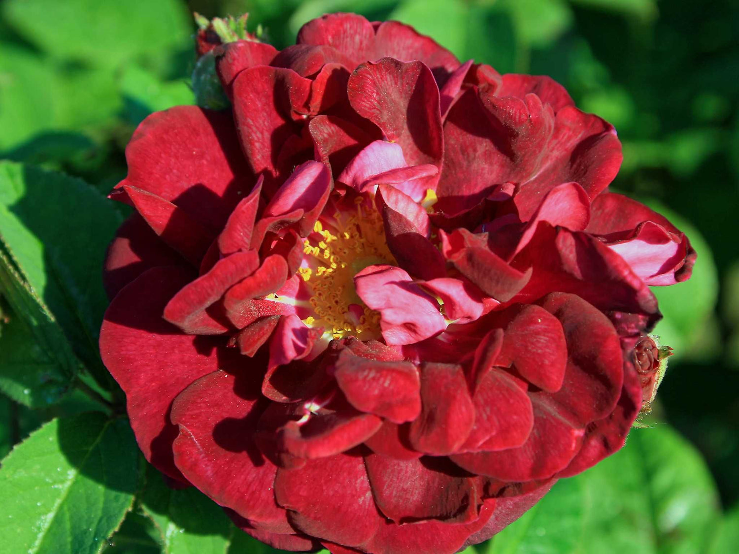 Tuscany Superb - Gallicarose Strauchrose